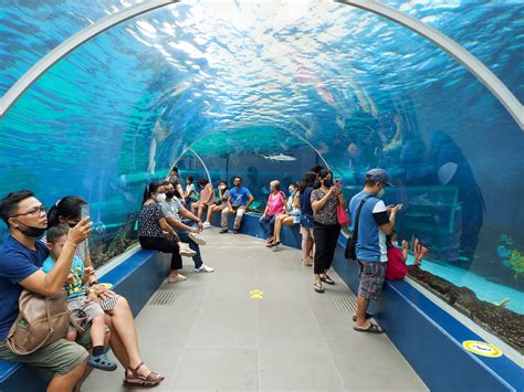seaworld cebu|What You Need to Know Before Visiting Ocean Park .